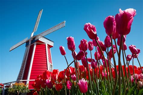 18 , 4 % береговая линия 451 км границы бельгия. нидерланды небо цветы тюльпаны ветряная мельница HD обои ...