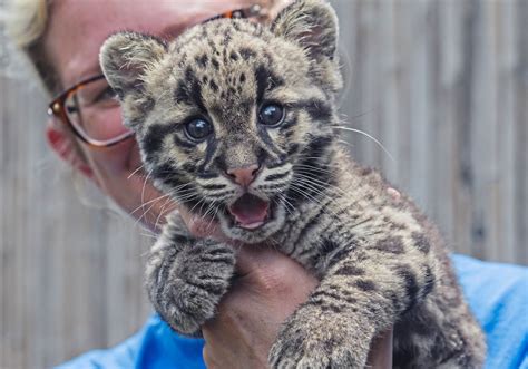 Pittsburgh Zoos Clouded Leopard Cubs Can Now Be Seen By Visitors — And
