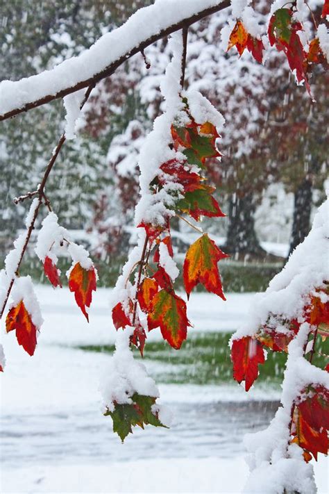Autumn Snow By Austin Macdougall On 500px Winter Scenery Winter