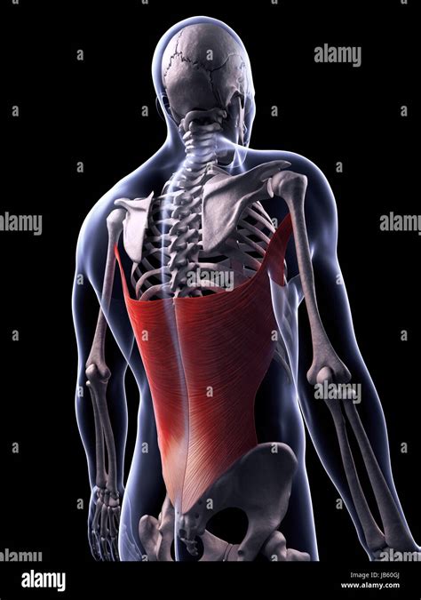Latissimus Dorsi Anatomy Muscles Stock Illustration The Best Porn Website