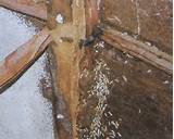 Termite Damage Treatment Images