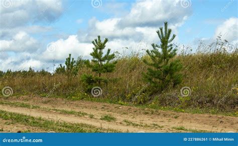 Two Pines Grow Along The Dirt Road Stock Image Image Of Scene