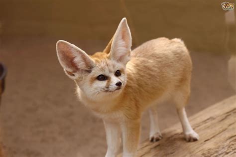 Can You Keep A Fennec Fox In The Uk As A Pet Pets4homes