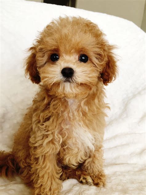 Teacup Maltipoo Puppy For Sale Los Angeles California Iheartteacups