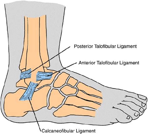 List 96 Images Ligaments Of The Ankle Pictures Excellent
