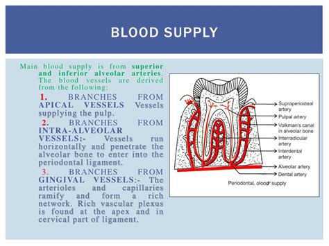 Ppt Periodontium Powerpoint Presentation Free Download Id1993817