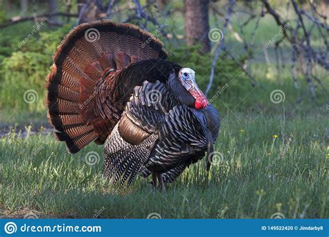 Check spelling or type a new query. An Eastern Wild Turkey Male Meleagris Gallopavo Animal In ...