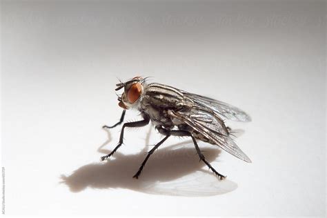 Housefly In White Background By Stocksy Contributor Acalu Studio