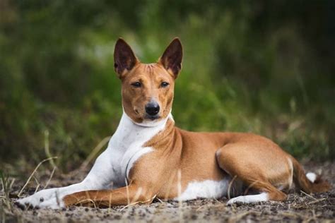 Basenji Dog Price In India Complete Guide On Buying Basenji Dog