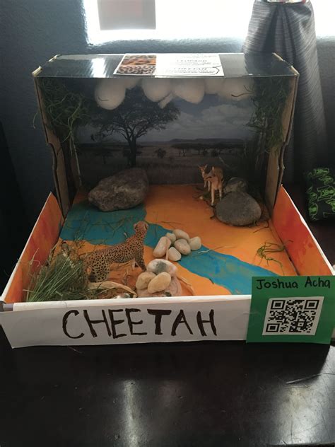 1st Grade Cheetah Diorama Diorama Kids Habitats Projects