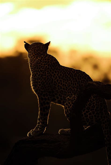 Leopard On A Tree During Sunset Samburu Kenya Photograph By Pranav