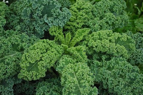How To Plant And Grow Kale General Planting And Growing Tips 2022