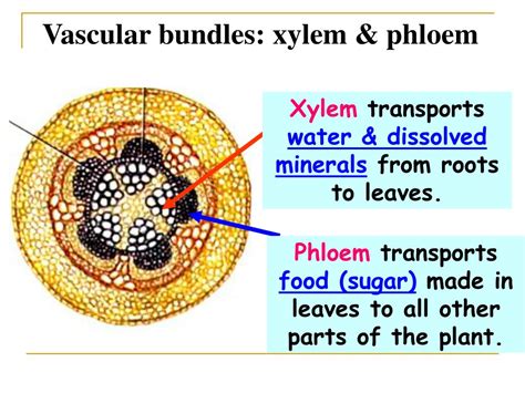 Xylem Structure Bioninja
