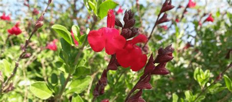 Secundiflorum will also tolerate light shade for. Texas Landscaping Plants: Landscape Designer Picks | ABC Blog