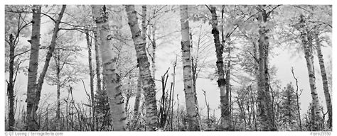 Download Black And White Birch Tree Wallpaper Trees With By