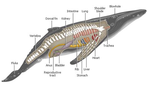 Internal Anatomy Of A Whale Humpback Whale Marine Biology Whale