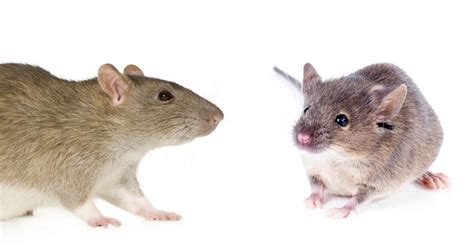 Rat and ways to tell the difference. Things to Consider When Eliminating Rats