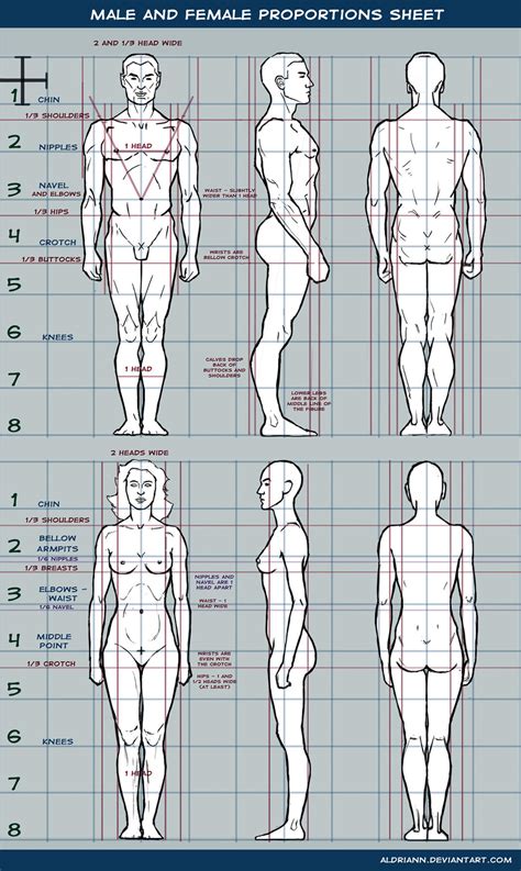 Male And Female Proportions Sheet By Aldriann On Deviantart