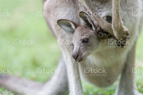 Closeup Of A Baby Kangaroo Stock Photo Download Image Now Animal