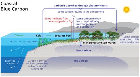 Blue Carbon Explained Geography Realm