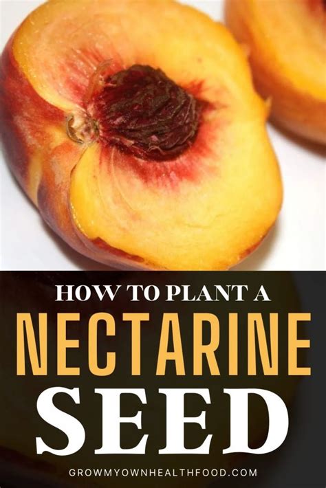 How To Plant A Nectarine Seed Grow My Own Health Food