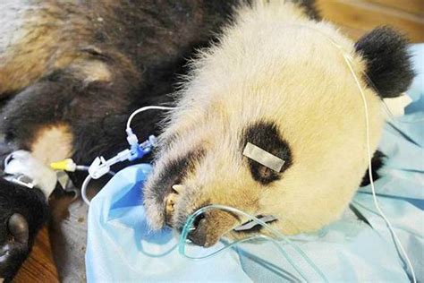 Giant Panda Dies From Injuries After Yellow Throated Marten Attack