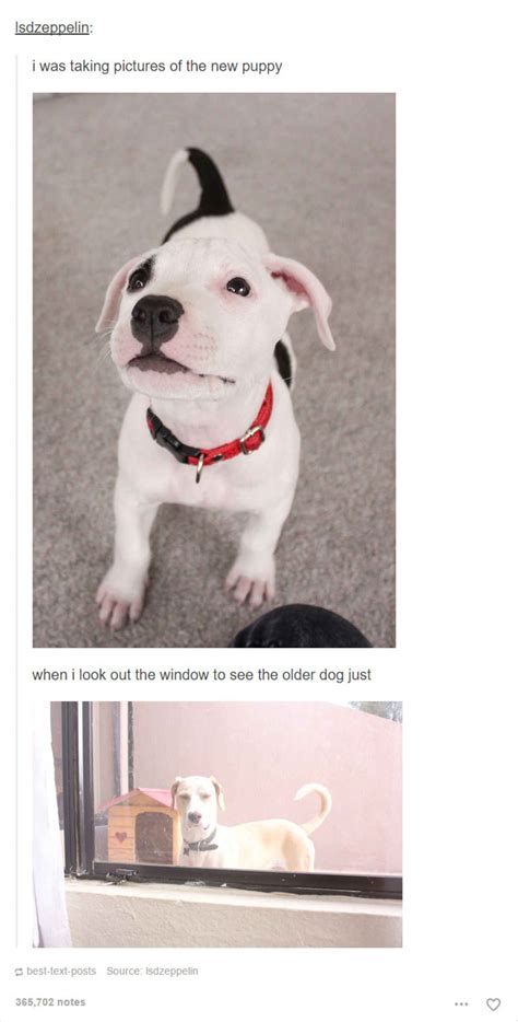 Really Funny Tumblr Memes That Get Dogs Just Right Th - vrogue.co