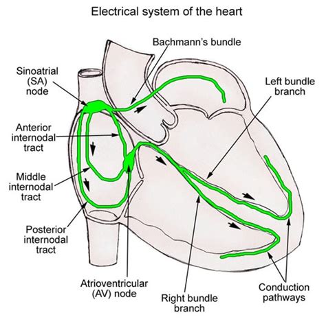 Rdiology De Arun Conducting System Of The Heart