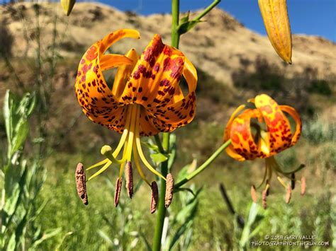 Humboldt Lilies In Upper Las Virgenes Canyon Open Space Preserve
