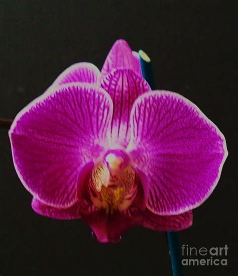 Purple Orchid Photograph By Marsha Heiken Fine Art America