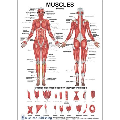 Muscles Female And Male Two View Anatomical Chart