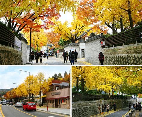 Du Lịch Hàn Quốc 10 địa điểm Chụp ảnh Mùa Thu đẹp Nhất Hàn Quốc Du