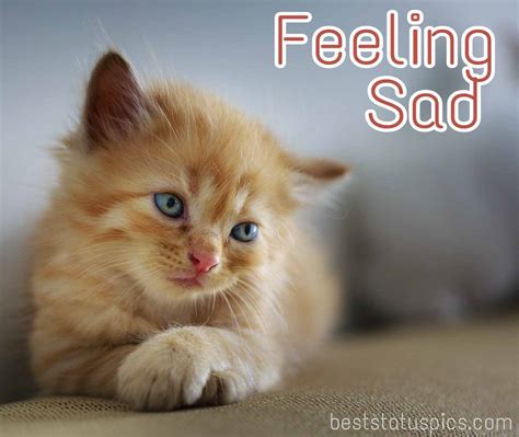 I Am Feeling Sad Whatsapp DP, Status, Images HD | Best ... ★ create whatsapp sad dp & status 🌃 customize sat status wallpaper with 40+ hindi fonts, backgrounds, gradients & much more to create a beautiful whatsapp dp and.