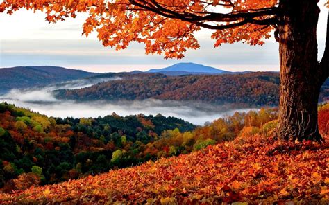 Landscape View Of Trees Covered Mountains With Fog And Orange Autumn