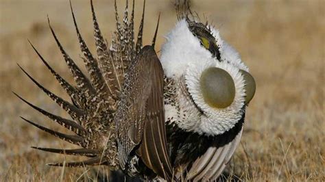 Grouse Bird Species Details Cost Origin Facts Pictures And More