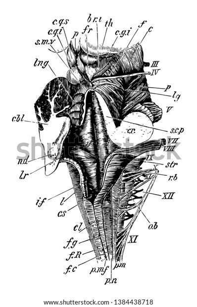 Dorsal Posterior View Medulla Fourth Ventricle Stock Vector Royalty Free Shutterstock