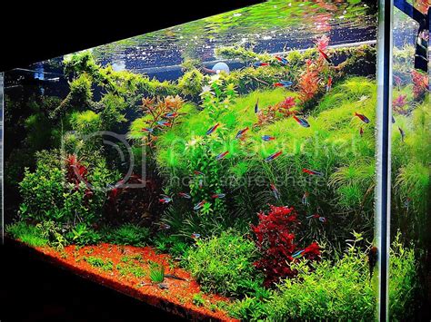 Sederhananya aquascape adalah seni menata tanaman di dalam aquarium. strano66: Melihat AQUASCAPE, pesona taman didalam AKUARIUM!!