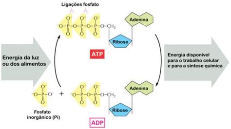 Atp A Energia Das Células Revise Biologia Com A Khan Academy