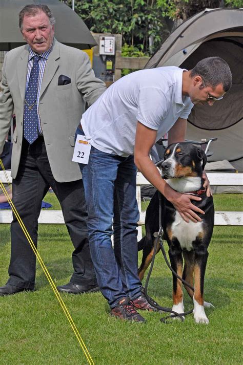 Appenzeller sennenhond pups te koop aangeboden op puppyplaats. Appenzeller Sennenhond pupinformatie - Sennenweb