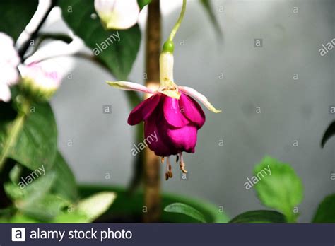 Beautiful Fuchsia Hybrida Flower Stock Photo Alamy