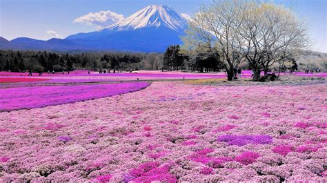 View Most Beautiful Places In Japan To Visit Pictures Backpacker News