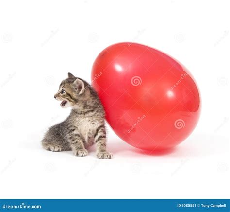 Kitten And Red Balloon Stock Image Image Of Fall Drop