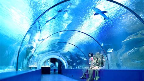 Cairns aquarium, the first public aquarium built in australia in 18 years, is home to more than 16,000 specimens and 10 ecosystems. Tropical North QLD | Cairns Aquarium