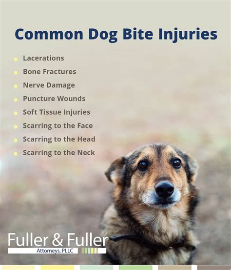Dog Bite Injury Lawyers Olympia And Tacoma
