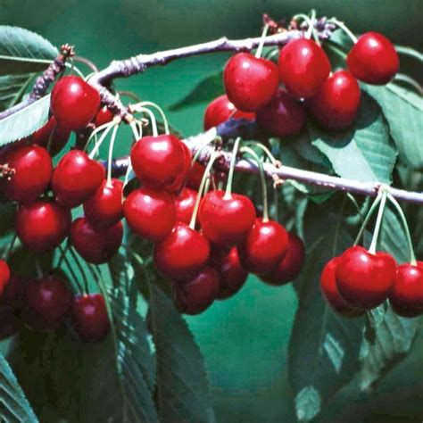 Van Sweet Cherry Cherry Trees Stark Bros