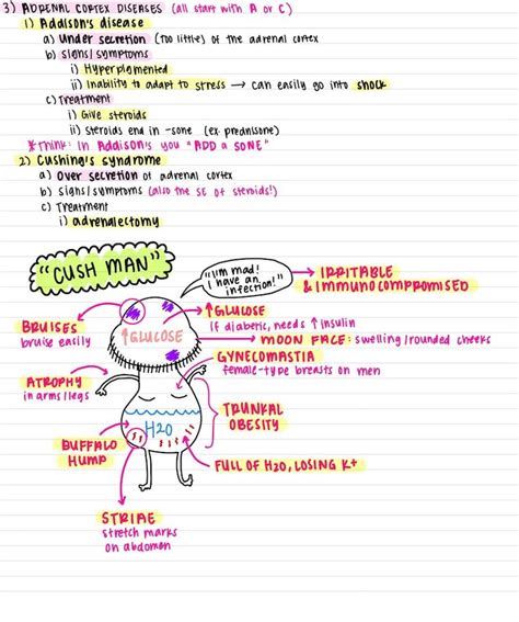 mark klimek lecture notes 46 pages etsy lectures notes nursing school notes nclex
