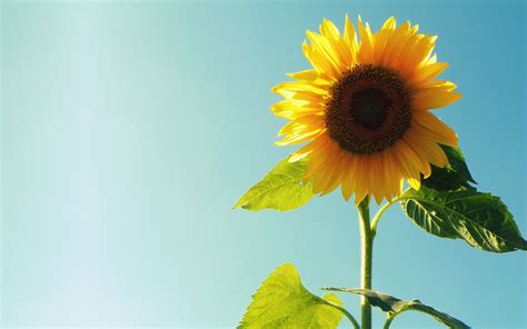 Download Sunflower Full Hd Desktop Wallpaper 1080p By Alyssah