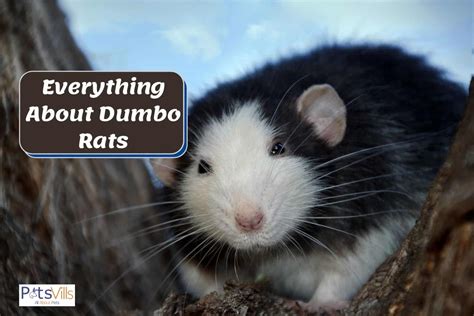 Dumbo Rat Facts Behavior Diet And More With Pictures