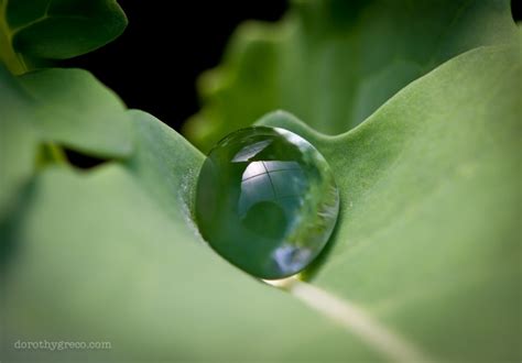 Macro Photography Of Water Drops