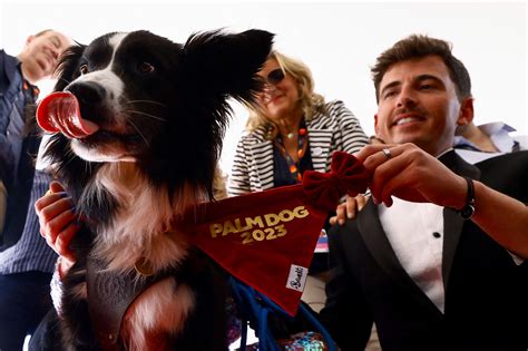 Anatomy Of A Fall Border Collie Fetches Cannes Palm Dog In Fiercest